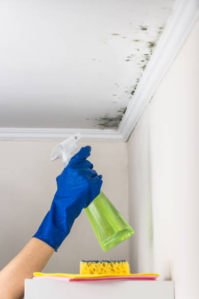 Mold Removal Process in Murphysboro, IL